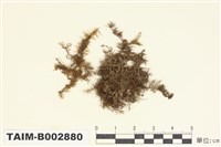 藏品(羽苔科 )的圖片